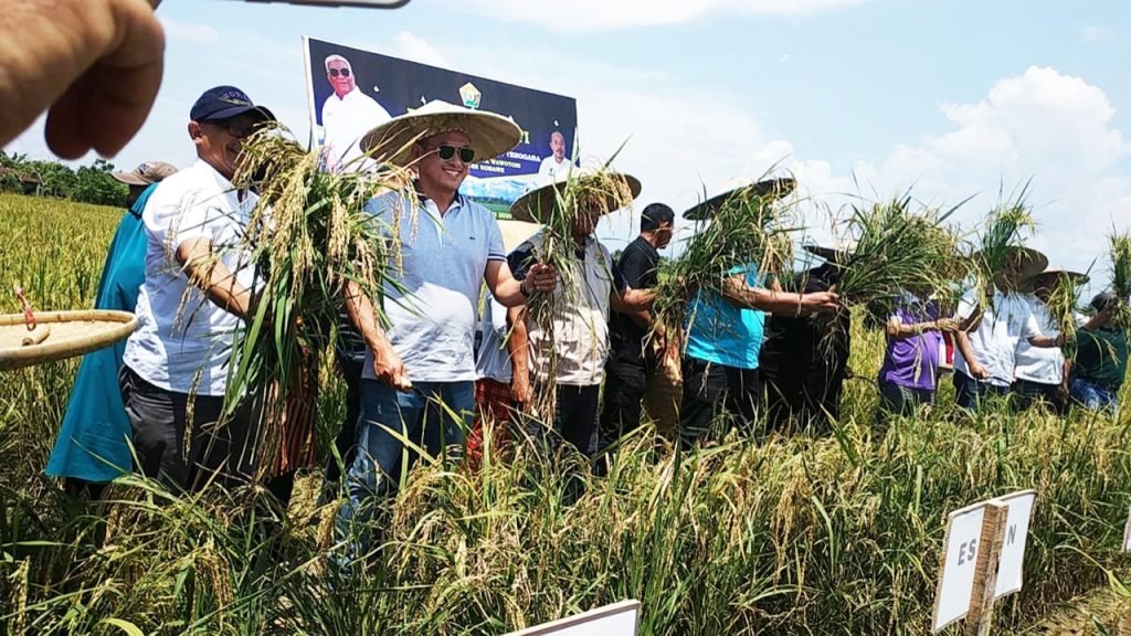 Petrokimia Gresik Kolaborasi Bisnis Demplot Padi 1000 Hektar