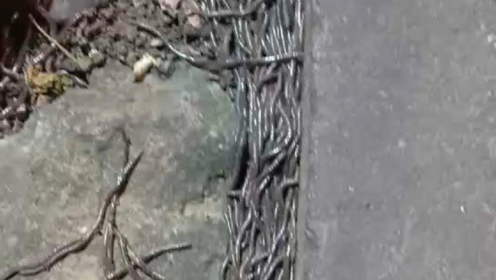 Fenomena Cacing Keluar dari Tanah Pertanda Gempa?