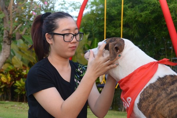 Benarkah Pitbull Berbahaya?