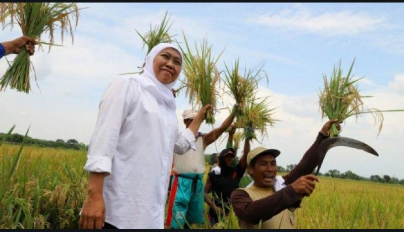 Jatim Tak Butuh Beras Impor, Persediaan Pangan Masih Aman | Gubernur Khofifah Memastikan Hal ini