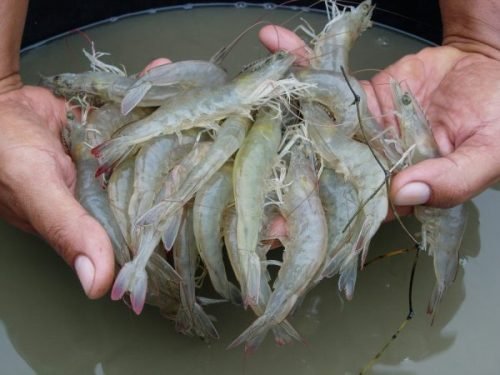 Pekarangan Rumah Bisa Dipakai Budidaya Udang Vaname, Untung Besar