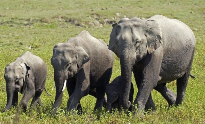 18 Ekor Gajah Mati Disambar Petir di India