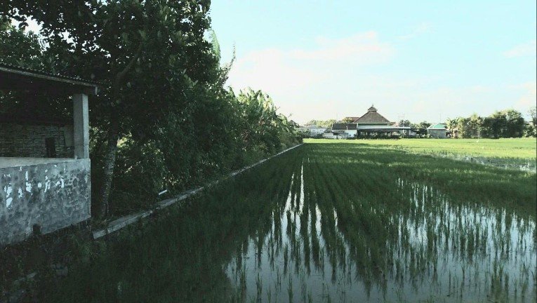 Kepala Desa Simogirang : Tidak Ada Penolakan Tanah Sawah Dijadikan Makam