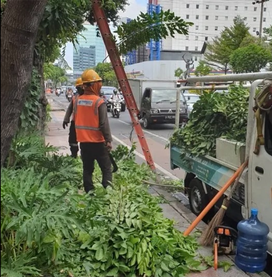 Memasuki Musim Hujan di Kota Surabaya, DKRTH Layani Pemotongan Guna Mencegah Pohon Tumbang
