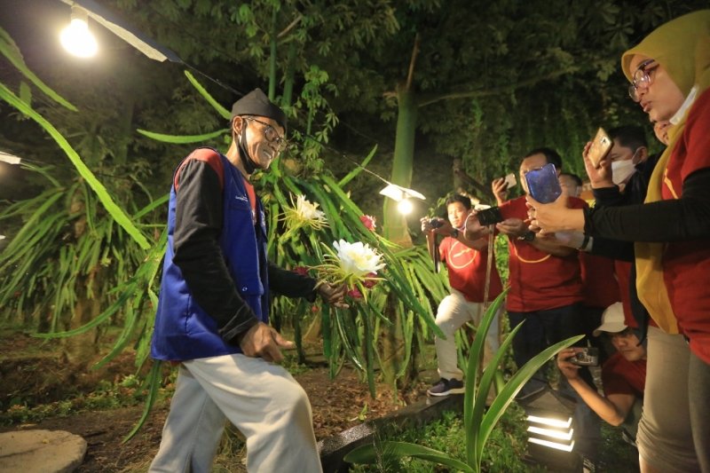 PLN Dukung Petani Buah Naga Raih Omzet Berkali Lipat