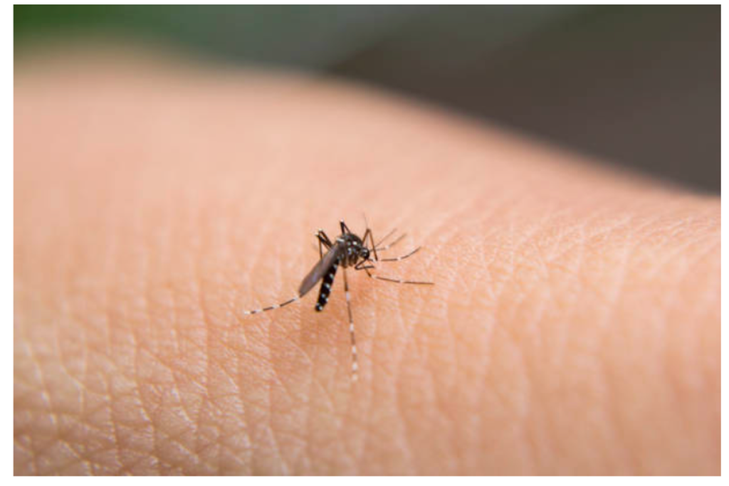 Waspadai Potensi Peningkatan Kasus DBD, Pemkot Surabaya Optimalkan Peran Kader Kesehatan