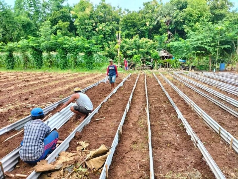Kelompok Tani Kreatif Sumenep Budidayakan Vanili