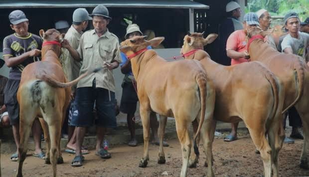 DKPP Sumenep: Daging Hewan Ternak Terjangkit PMK Aman Dikonsumsi