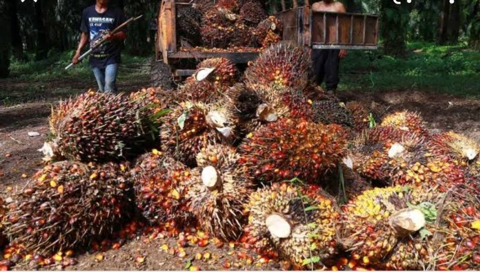 Harga TBS Babak Belur, Apkasindo Kritisi Mendag