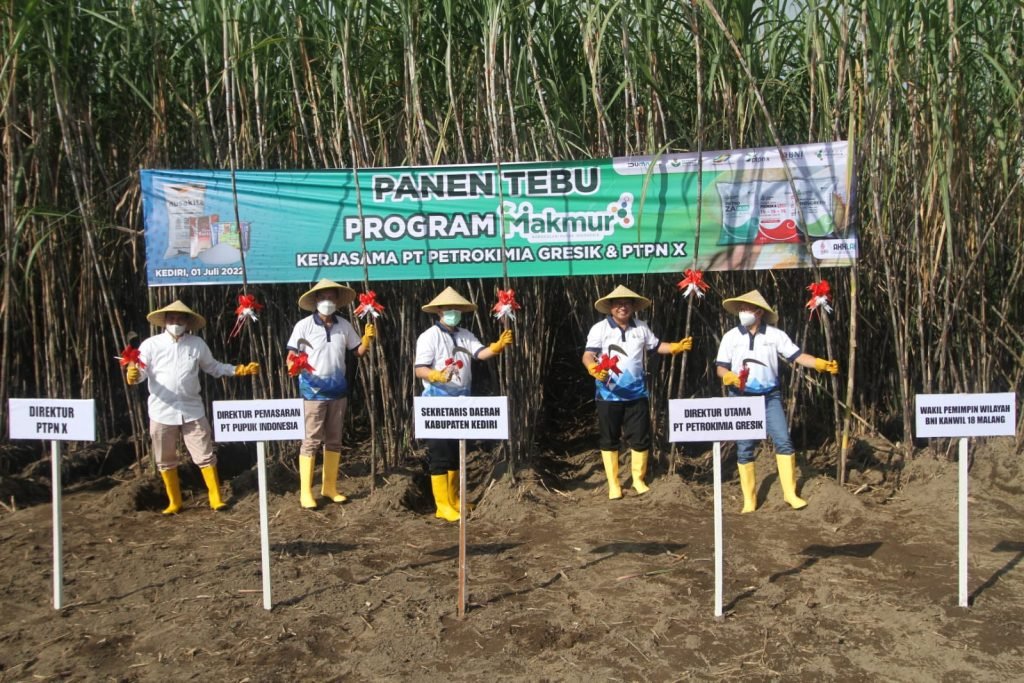 Gandeng Petrokimia, PTPN X Gelar Tebang Perdana Musim Tanam