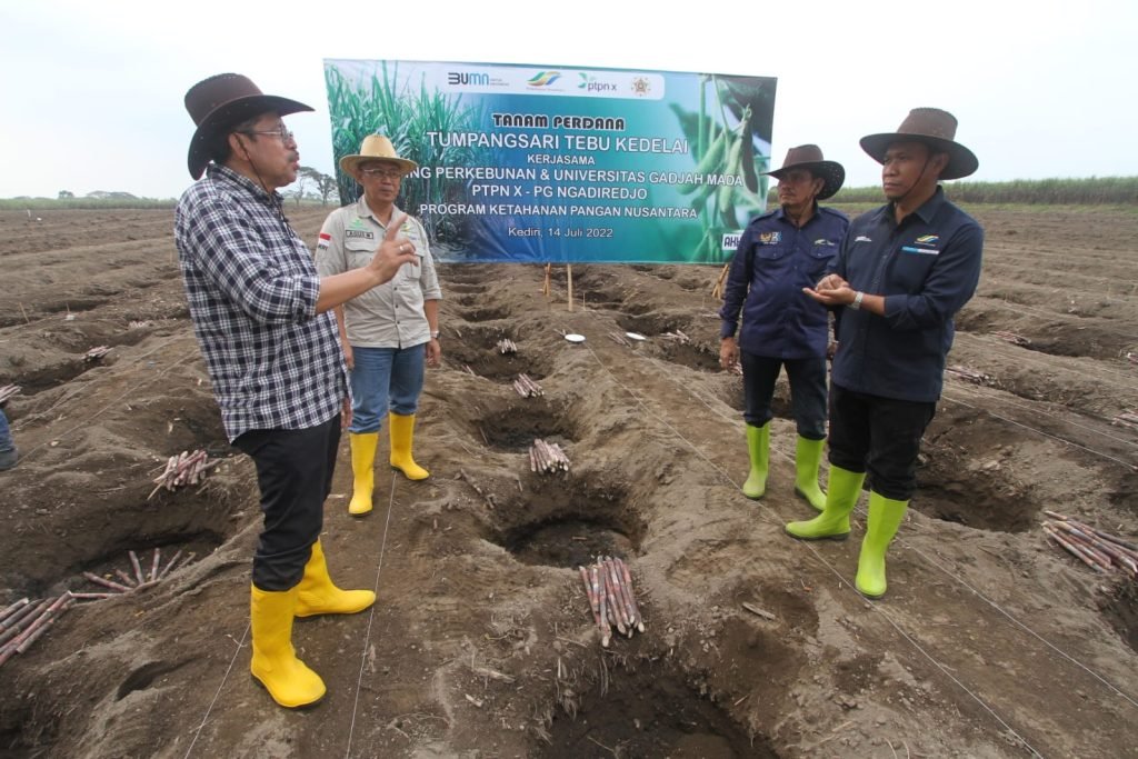 PTPN X Gandeng UGM Yogyakarta Demplot Tumpang Sari Tebu Kedelai