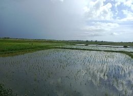 Dispertahotbun Klaim Pupuk Subsidi di Bangkalan Tahun ini Mencukupi, 9.239 ton Sudah Tersalurkan