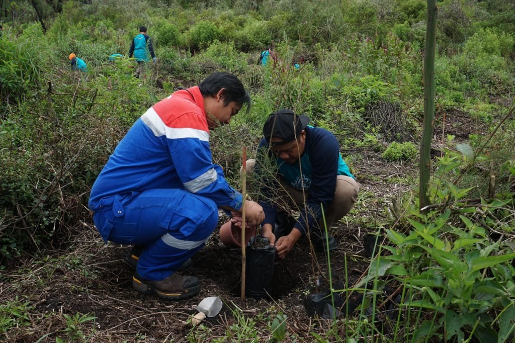 Pertamina Tanjung Wangi Tanam 1000 Bibit Cemara di Kaki Gunung Ijen
