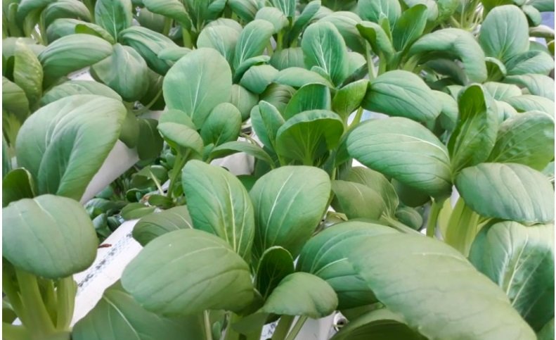 Gunakan KUR, Petani Muda Ngawi Galakkan Pertanian Hidroponik