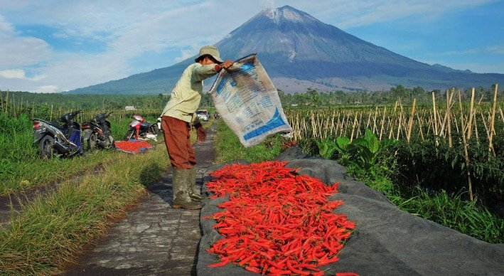 KUR BRI untuk Pertanian Tembus Rp35,91 Triliun, Dukung Produktivitas Petani