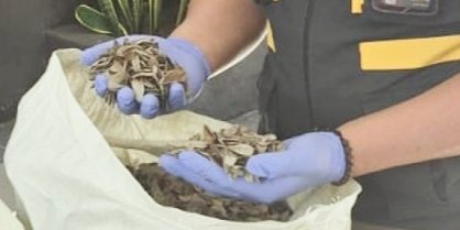 Cangkang Siput Laut Bernilai Ekonomi, UMKM Malang Bidik Pasar Arab Saudi